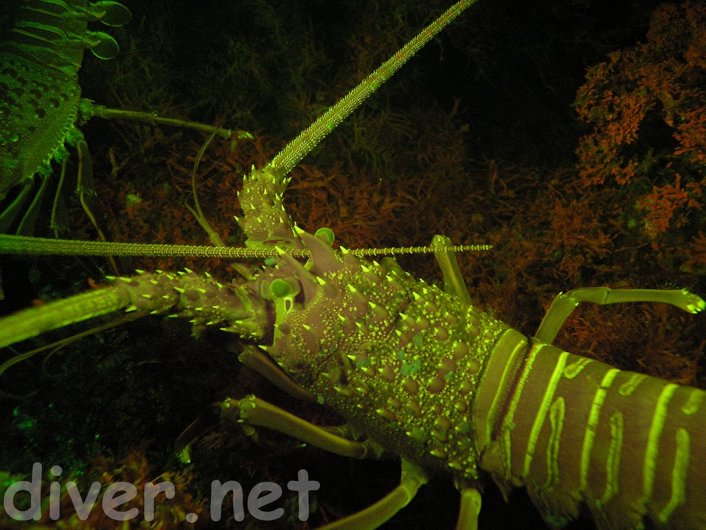 Underwater Fluorescence Photograph of a California Spiny Lobster (Panulirus interruptus)