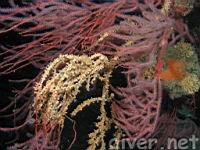 Yellow Zoanthid (Parazoanthus lucifucum) on a Red Gorgonian (Lophogorgia chilensis)