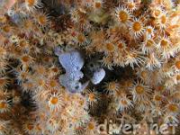 A sponge surronded by Yellow Zoanthids (Epizoanthus scotinus)