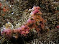 Colonial Cup Coral (Coenocyathus bowersi)