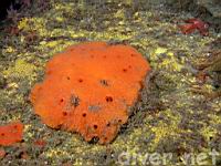 Orange Sponge surrounded by Boring Sponge (Cliona celata)