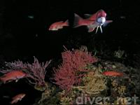 California Sheephead (Semicossyphus pulcher) swimming by Yellow Zoanthids (Parazoanthus lucifucum) on a Red Gorgonian (Lophogorgia chilensis)