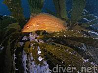 Giant Kelpfish (Heterostichus rostratus) guarding it's nest of eggs