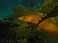 Giant Kelpfish (Heterostichus rostratus) guarding it's nest of eggs