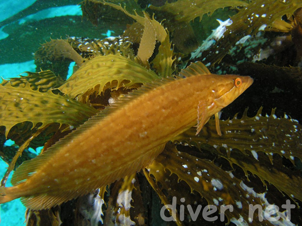 (Heterostichus rostratus) Giant Kelpfish guarding it's nest of eggs
