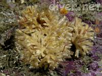 Southern Staghorn Bryozoan (Diaperoecia californica)