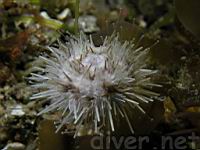 White Sea Urchin (Lytechinus anamesus)