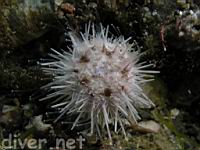 White Sea Urchin (Lytechinus anamesus)