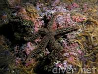 A Fragile Rainbow Star (Astrometis sertulifera) and many Spiny Brittle Stars (Ophiothrix spiculata)