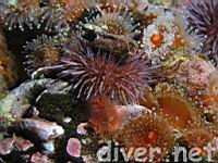 A Purple Sea Urchin (Strongylocentrotus purpuratus) with a shell on top and Club-tipped Anemonew (Corynactis californica)