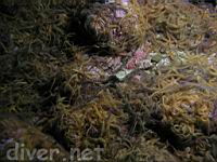 A Banded Serpent Star (Ophioderma panamensis) and many Spiny Brittle Stars (Ophiothrix spiculata)
