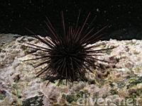 Crowned Sea Urchin (Centrostephanus coronatus)