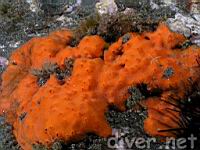 Red encrusting sponge (Ophlitaspongia pennata)