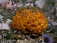 Orange Puffball Sponge (Tethya aurantia)