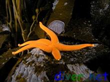 Henricia leviuscula (Blood Star) on Membranipora membranacea coated Macrocystis pyrifera (Giant Kelp)