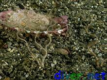 Ophiopsilla californica (Brittle Star)