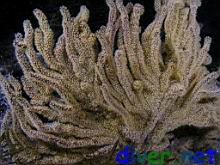 Muricea californica (California golden gorgonian)