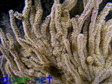 Muricea californica (California golden gorgonian)