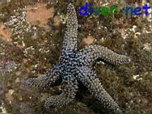 Pisaster Giganteus (Giant Spined Star)