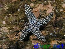 Pisaster Giganteus (Giant Spined Star)