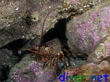 Panulirus interruptus (California Spiny Lobster)