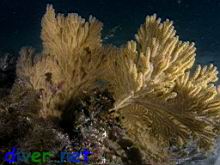 Muricea californica (California golden gorgonian)