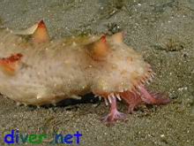 A feeding Parastichopus californicus (California Sea Cucumber)