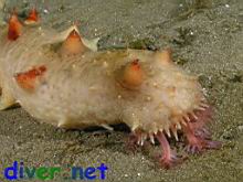 A feeding Parastichopus californicus (California Sea Cucumber)