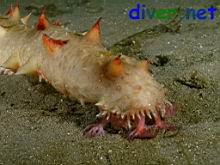 A feeding Parastichopus californicus (California Sea Cucumber)