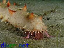 A feeding Parastichopus californicus (California Sea Cucumber)