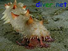 A feeding Parastichopus californicus (California Sea Cucumber)