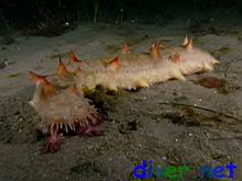 A feeding Parastichopus californicus (California Sea Cucumber)