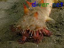 A feeding Parastichopus californicus (California Sea Cucumber)