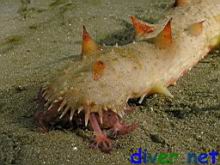 A feeding Parastichopus californicus (California Sea Cucumber)