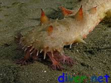 A feeding Parastichopus californicus (California Sea Cucumber)