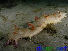 A feeding Parastichopus californicus (California Sea Cucumber)