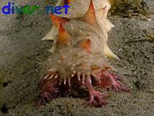 A feeding Parastichopus californicus (California Sea Cucumber)