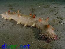 A feeding Parastichopus californicus (California Sea Cucumber)