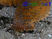 A feeding Parastichopus parvimensis (Warty Sea Cucumber)