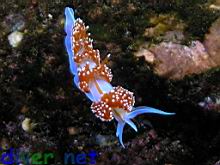 Hermissenda crassicornis