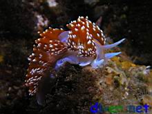 Hermissenda crassicornis