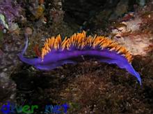 Flabellina iodinea (Spanish Shawl)