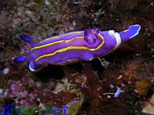 Chromodoris macfarlandi (MacFarland's chromodorid)