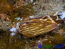 Navanax inermis eating a Hermissenda crassicornis