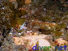 Hermissenda crassicornis and Navanax inermis