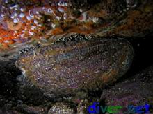 Haliotis fulgens (Green Abalone)