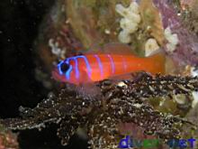 Lythrypnus dalli (Bluebanded Goby)