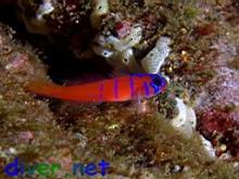 Lythrypnus dalli (Bluebanded Goby)