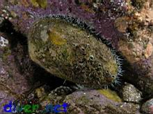 Haliotis fulgens (Green Abalone)