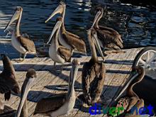 Pelecanus occidentalis californicus (California Brown Pelican)